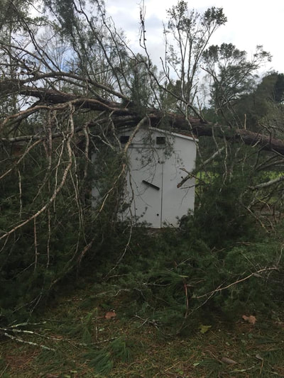 Tree on storm shelter